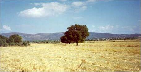 The Suvla Plain, looking toward the Anafarta high ground.