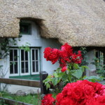 Cottage with roses