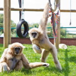 Gibbons at Monkey Haven