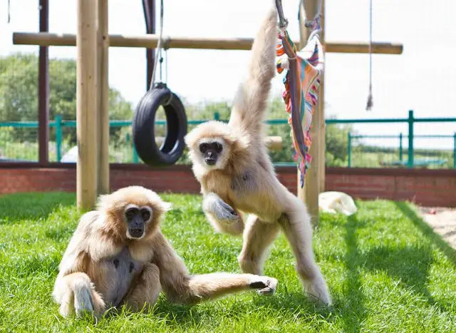 Gibbons at Monkey Haven