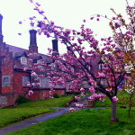 Frank James Hospital with blossom