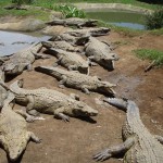 crocodiles by Andy Walton