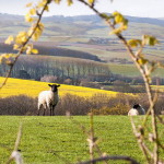 sheep and rapeseed fields: