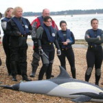 Learning how to rescue dolphins