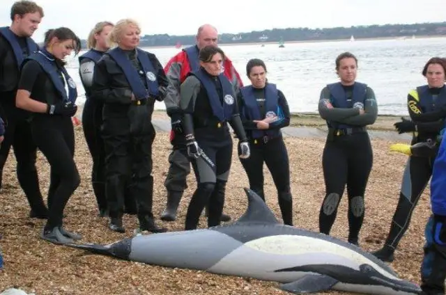 Learning how to rescue dolphins