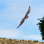 falcon on the Isle of Wight by