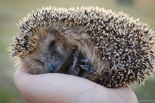 hedgehog in hand: