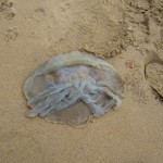 Box jellyfish on Sandown Beach by Ian Hardy