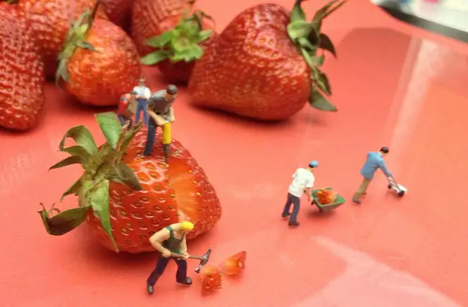 Miniature men moving strawberries in wheelbarrows