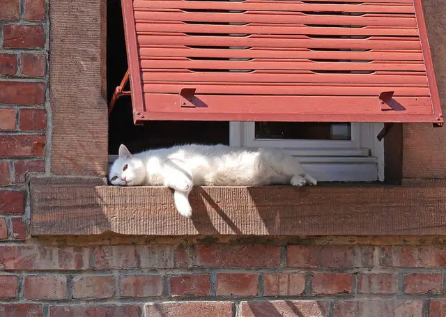 Sunbathing cat