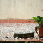 Hail and flowerpot