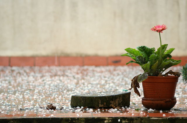 Hail and flowerpot