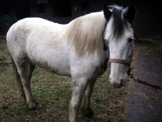 osborne stables - horse