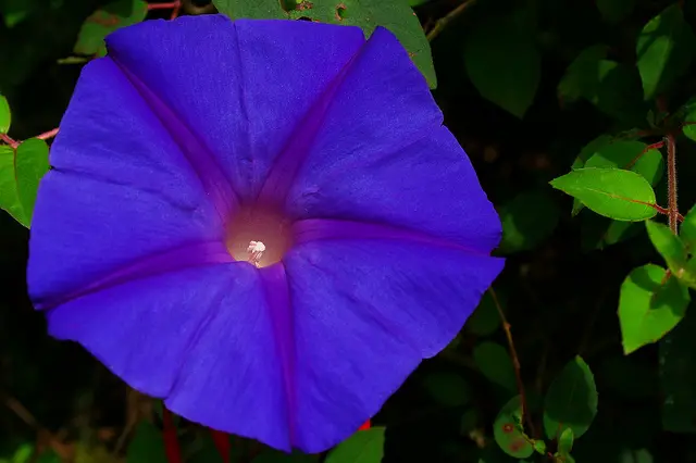 Blue Flower by kumaravel