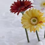 Flowers in snow