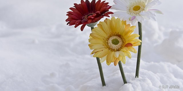 Flowers in snow