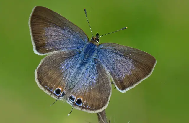 Long-tailed Blue female