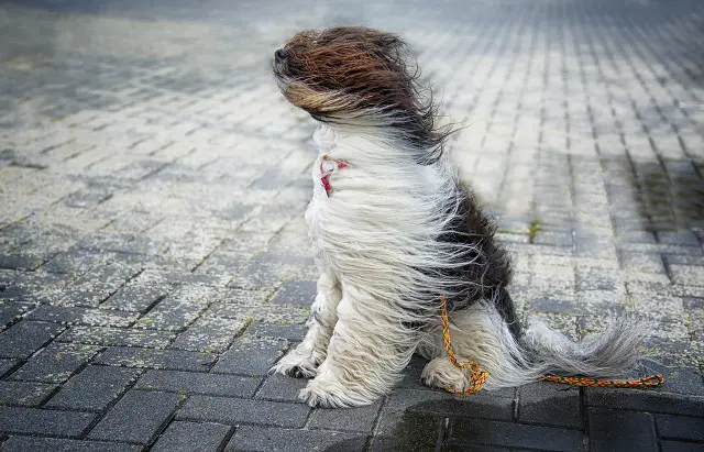 windy dog