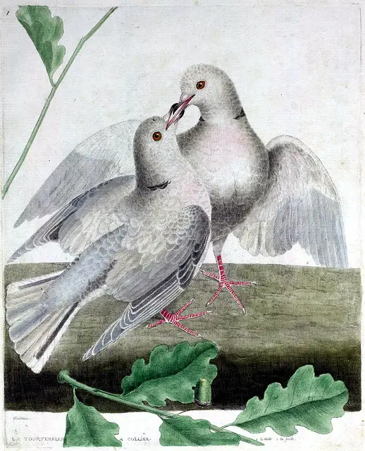 french turtle doves
