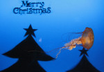 merry christmas jelly fish