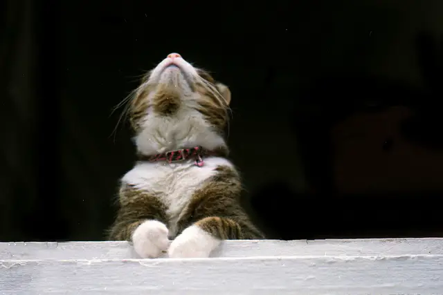 cat looking up
