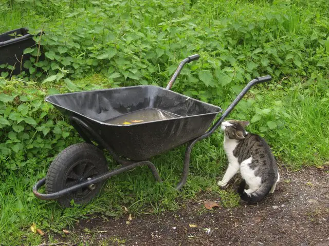 cat and wheelbarrow 
