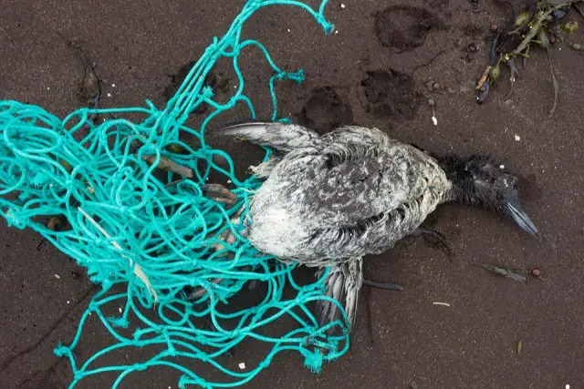 Dead bird found in marine rubbish 