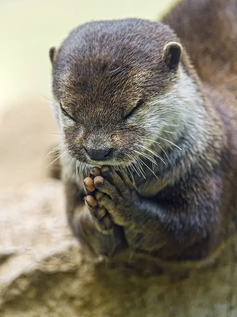 praying jaguar 