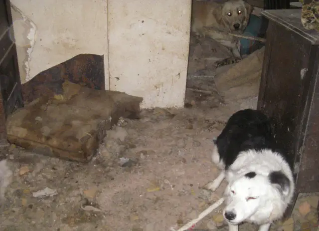 Over 50 animals kept in darkness in Gloucestershire