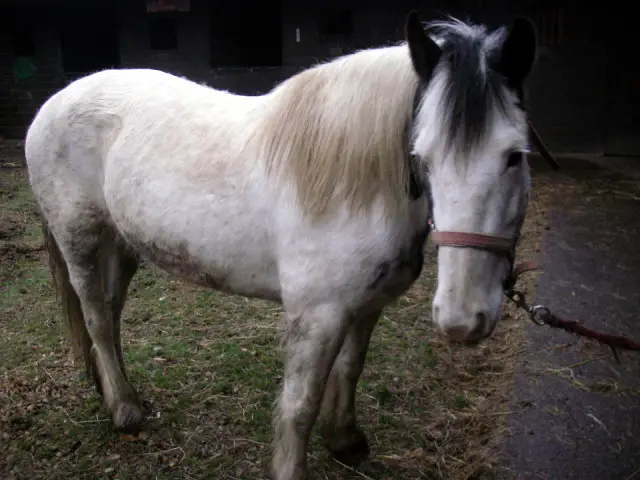 Emancipated horse at Osborne