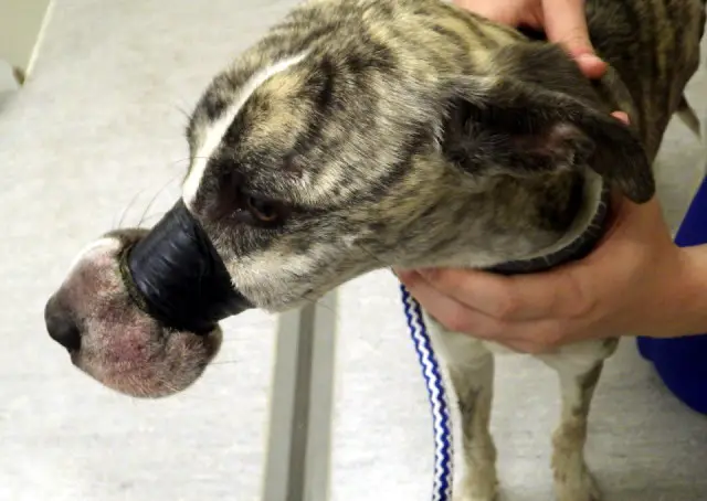 Lurcher found with tape around her snout in Oxfordshire