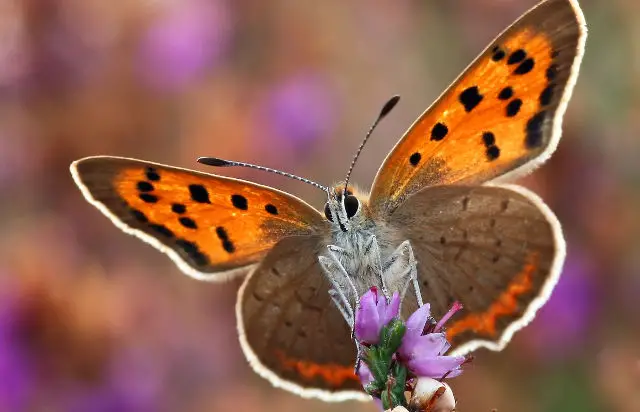 Small Copper_Matt Berry, Butterfly Conservation