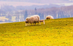 Sheep at lambing time