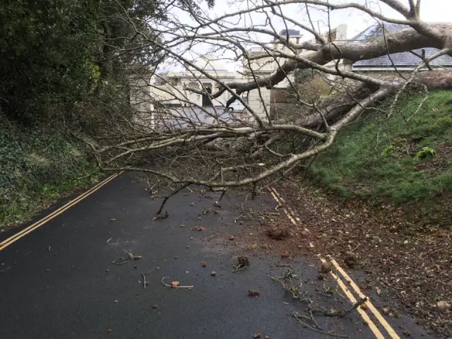 tree down at Northwood House by Adam Pearson