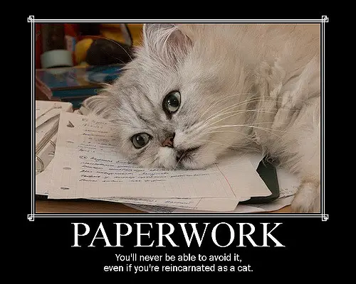paperwork cat