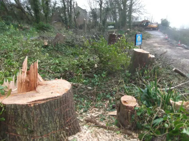 Felled trees on Undercliff Drive