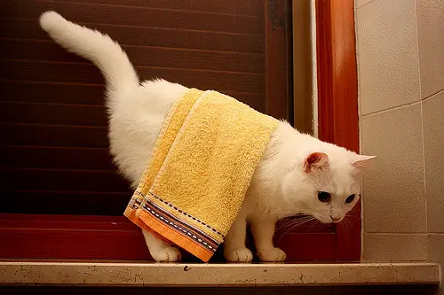 cat with towel on back