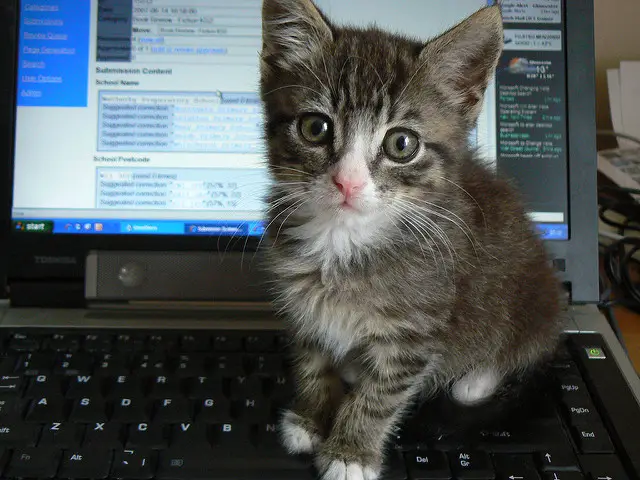 kitten on keyboard 