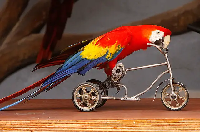 Parrot on a bike