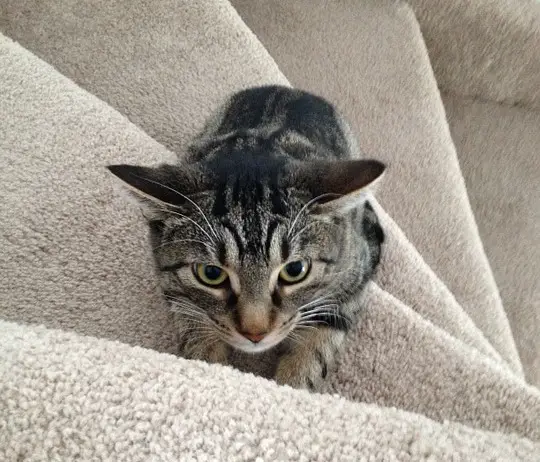 Cat on stairs