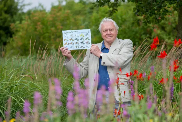 Sir David Attenborough launches the Big Butterfly Count 2015, at London Wetland Centre, on 17 July 2015.