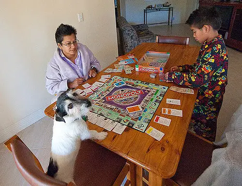 dog playing monopoly 