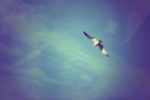 seagull alone in sky
