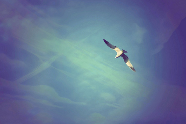 seagull alone in sky