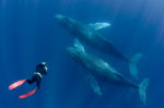 Freediver Whales