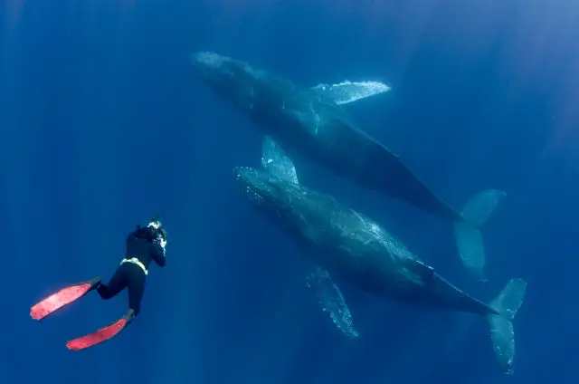 Freediver Whales