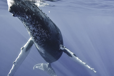ocean film festival humpback whale