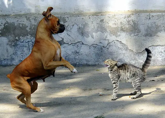 dog versus cat