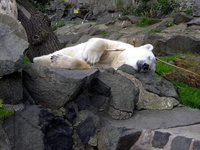 polar bear with comfort stick