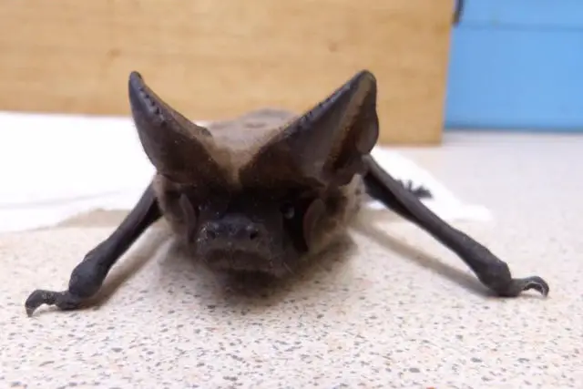 European Free tailed bat
